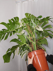 Monstera Variegata buschig