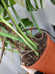 Monstera Variegata buschig