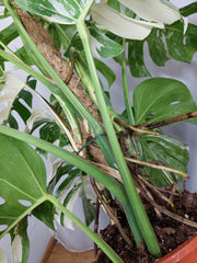 Monstera Variegata buschig
