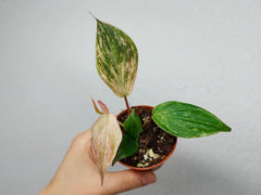 Philodendron Micans Marble Variegata