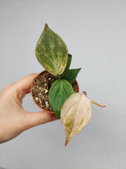 Philodendron Micans Marble Variegata