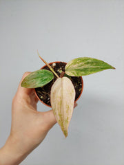 Philodendron Micans Marble Variegata