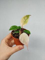 Philodendron Micans Marble Variegata