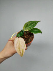 Philodendron Micans Marble Variegata