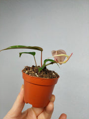 Philodendron Micans Marble Variegata