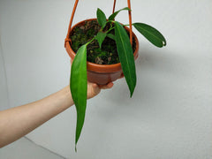 Anthurium Wendlingeri