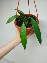 Anthurium Wendlingeri