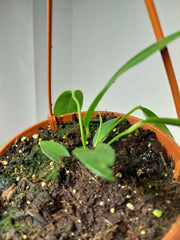 Anthurium Wendlingeri
