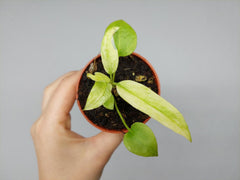 Anthurium Vittarifolium Aurea Variegata