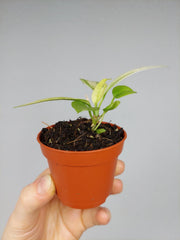 Anthurium Vittarifolium Aurea Variegata