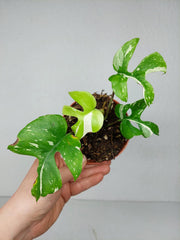 Monstera Minima (Raphidophora Tetrasperma) Thai Constellation