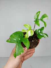 Monstera Minima (Raphidophora Tetrasperma) Thai Constellation