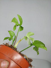 Monstera Minima (Raphidophora Tetrasperma) Thai Constellation
