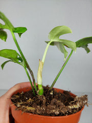 Monstera Minima (Raphidophora Tetrasperma) Thai Constellation
