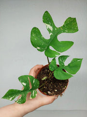 Monstera Minima (Raphidophora Tetrasperma) Thai Constellation