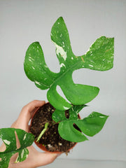 Monstera Minima (Raphidophora Tetrasperma) Thai Constellation