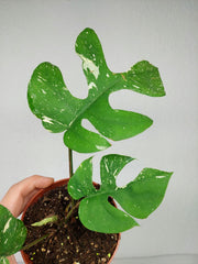 Monstera Minima (Raphidophora Tetrasperma) Thai Constellation