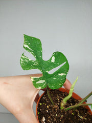 Monstera Minima (Raphidophora Tetrasperma) Thai Constellation