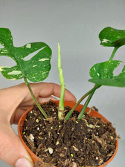 Monstera Minima (Raphidophora Tetrasperma) Thai Constellation