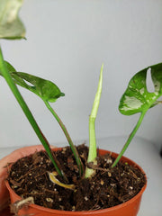 Monstera Minima (Raphidophora Tetrasperma) Thai Constellation
