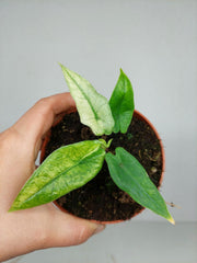 Alocasia Sulawesi Green Carpet Mint Variegata