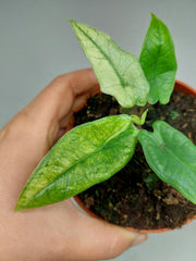 Alocasia Sulawesi Green Carpet Mint Variegata