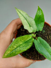 Alocasia Sulawesi Green Carpet Mint Variegata