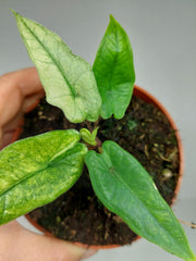 Alocasia Sulawesi Green Carpet Mint Variegata