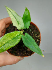 Alocasia Sulawesi Green Carpet Mint Variegata