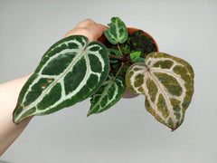 Anthurium Red Crystallinum Variegata