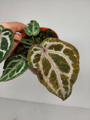 Anthurium Red Crystallinum Variegata