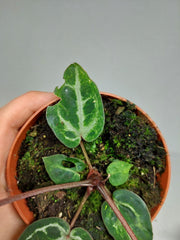Anthurium Red Crystallinum Variegata