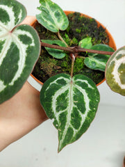 Anthurium Red Crystallinum Variegata
