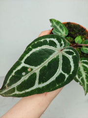 Anthurium Red Crystallinum Variegata