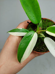 Philodendron Florida Ghost Mutation