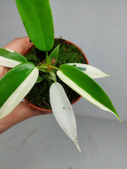 Philodendron Florida Ghost Mutation