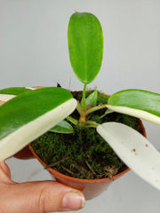 Philodendron Florida Ghost Mutation