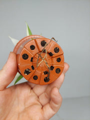 Philodendron Florida Ghost Mutation