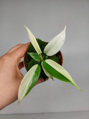 Philodendron Florida Ghost Mutation
