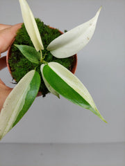 Philodendron Florida Ghost Mutation