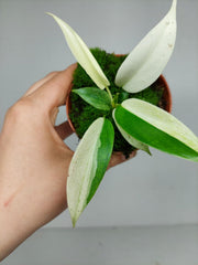 Philodendron Florida Ghost Mutation