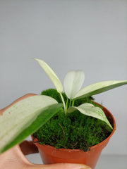 Philodendron Florida Ghost Mutation