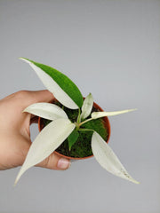 Philodendron Florida Ghost Mutation