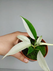 Philodendron Florida Ghost Mutation