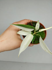 Philodendron Florida Ghost Mutation
