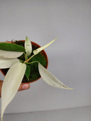 Philodendron Florida Ghost Mutation