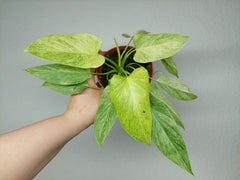 Homalomena Sulcata Cream Frost