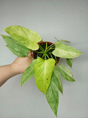 Homalomena Sulcata Cream Frost