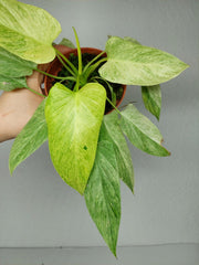 Homalomena Sulcata Cream Frost