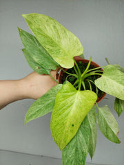 Homalomena Sulcata Cream Frost